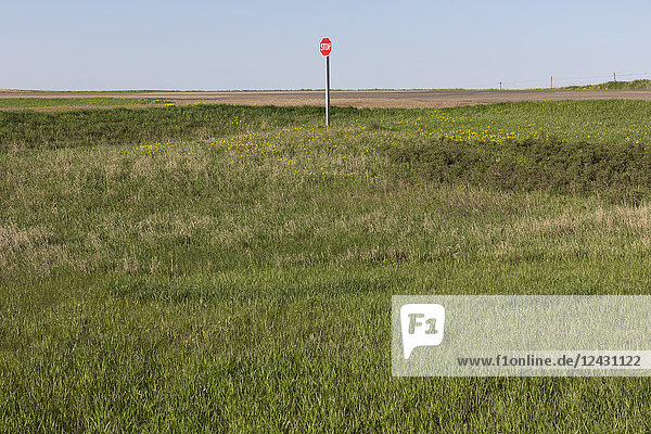 Stoppschild entlang der Landstraße und der Farm  in der Nähe von Cadillac  Saskatchewan  Kanada.