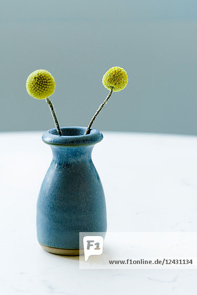 Craspedia Billy Balls gelbe Blumen in blauer Vase