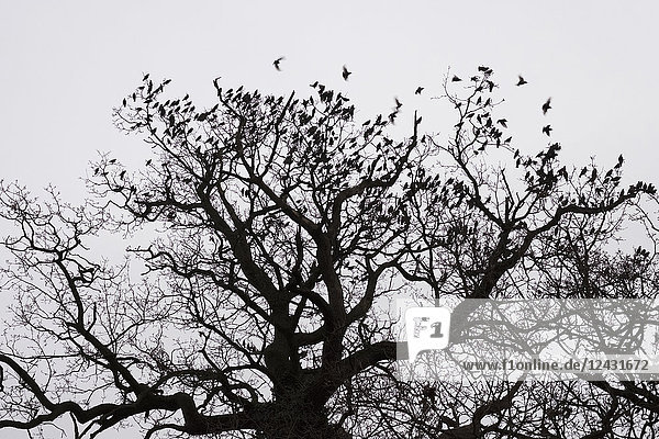 Ein Wintergarten  Baumkrone vor einem grauen Himmel mit vorbeifliegenden Vögeln.