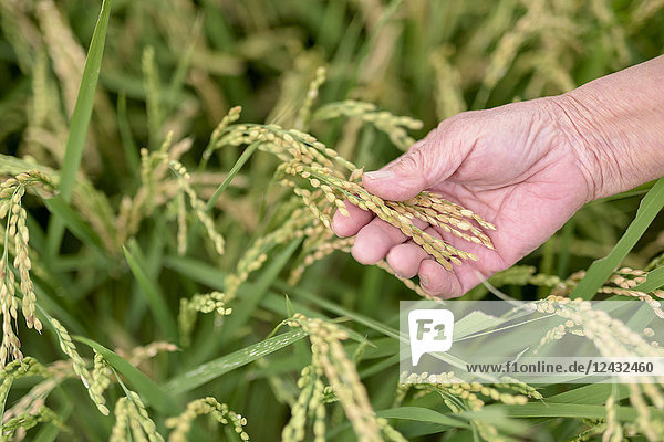 High angle close up of human hand holding slender leaf of a rice plant in a field.