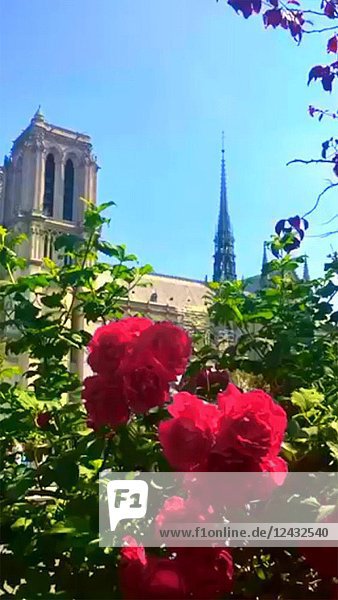 Rote Rosen mit der Kathedrale Notre Dame im Hintergrund  Paris  Frankreich