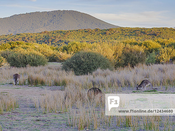 Wild kangaroos in the Wilsons Promontory National Park  Victoria  Australia  Pacific