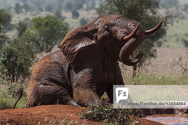 Afrikanischer Elefant (Loxodonta africana)  Tsavo  Kenia  Ostafrika  Afrika
