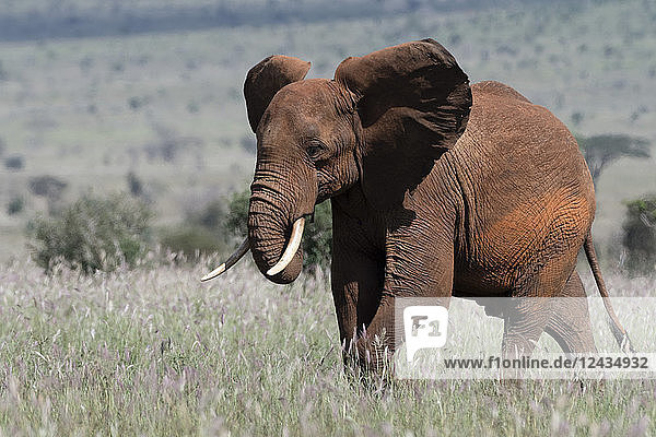 Afrikanischer Elefant (Loxodonta africana)  Tsavo  Kenia  Ostafrika  Afrika