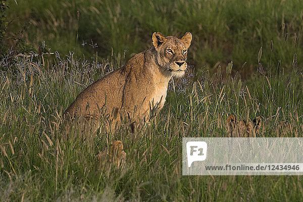 A lioness (Panthera leo) sitting in the grass with its cubs  Tsavo  Kenya  East Africa  Africa