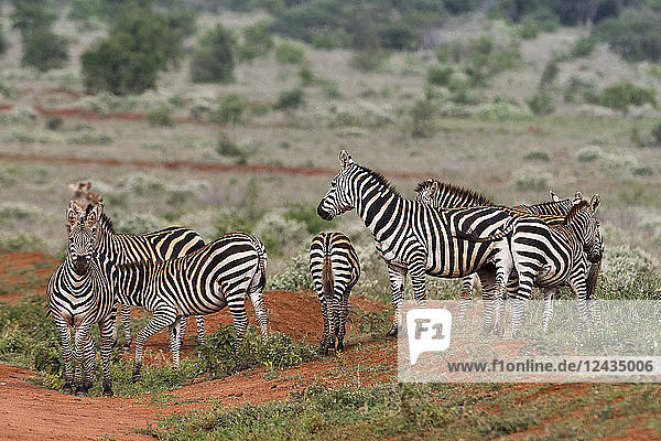 Plains zebras (Equus quagga)  Tsavo  Kenya  East Africa  Africa
