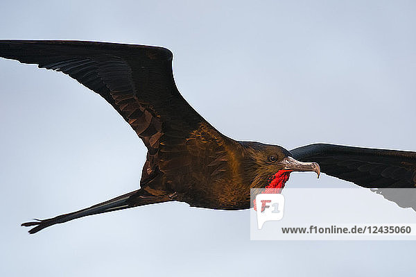 Fregattvogel (Fregata minor ridgwayi) im Flug  South Plaza Island  Galapagos Inseln  Ecuador  Südamerika