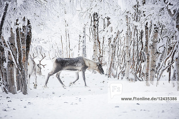 Rentiere im gefrorenen Wald  Levi  Kittila  Lappland  Finnland  Europa