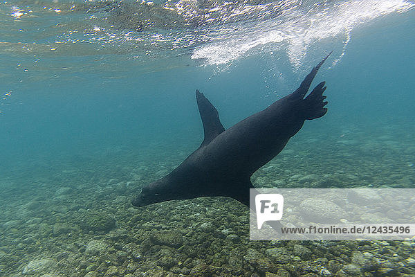 Galapagos-Seelöwen (Zalophus californianus wollebaeki)  unter Wasser  Insel Santa Fe  Galapagos-Inseln. Ecuador  Südamerika
