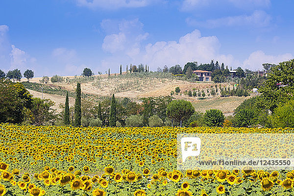 Sonnenblumen und blauer Himmel in der Landschaft der Toskana in der Nähe von Siena  Toskana  Italien  Europa