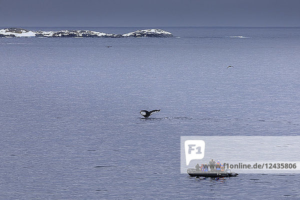 Humpback Whale (Megaptera novaeangliae) fluke  watched by tourists in zodiac  Torgersen Island  Antarctic Peninsula  Antarctica  Polar Regions