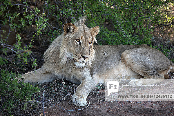 Lion (Panthera leo)  Keer-Keer  South Africa  Africa