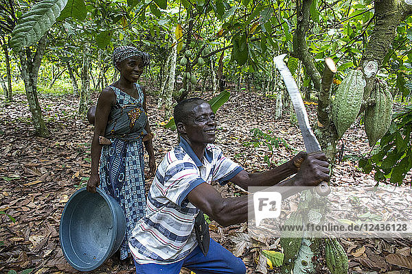 Farmer harvesting cocoa (cacao) pods with his wife  Ivory Coast  West Africa  Africa