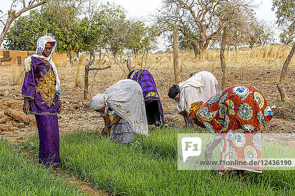 Members of a cooperative at work in a vegetable garden  UBTEC NGO in a village near Ouahigouya  Burkina Faso  West Africa  Africa