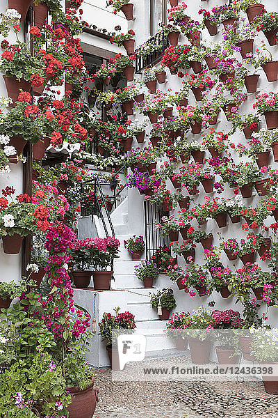 Bunte Blumenpracht beim Fest der Patios  Cordoba  Andalusien  Spanien  Europa