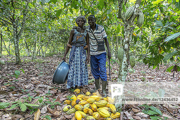 Farmer harvesting cocoa (cacao) with his wife  Ivory Coast  West Africa  Africa