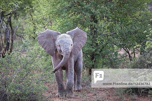 African Baby Elephant (Loxodonta africana)  Keer-Keer  South Africa  Africa
