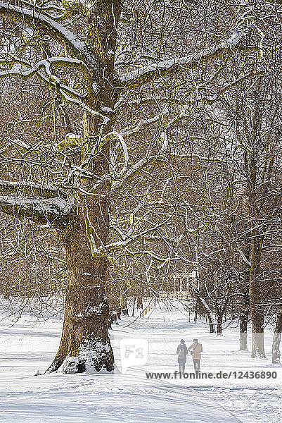 Green Park im Schnee  London  England  Vereinigtes Königreich  Europa