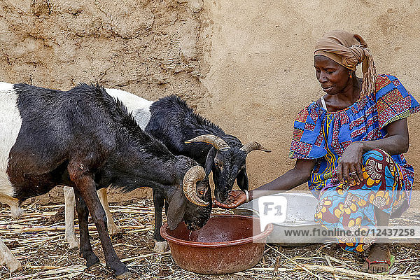 Cattle breeder Animata Guiro  UBTEC NGO in a village near Ouahigouya  Burkina Faso  West Africa  Africa