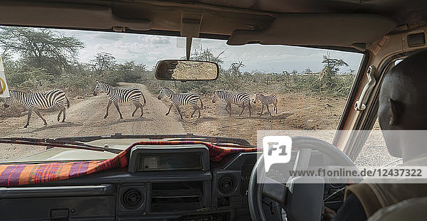 Zebras überqueren eine Straße im Amboseli-Nationalpark  Kenia  Ostafrika  Afrika
