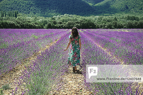 France  Provence  Valensole plateau  woman walking among lavender fields in the summer