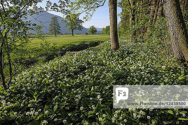 Germany  Bavaria  Upper Bavaria  Chiemgau  near Grassau  Kendlmuehlfilzen  hill moor  nature reserve  renaturated area  flowering ramson