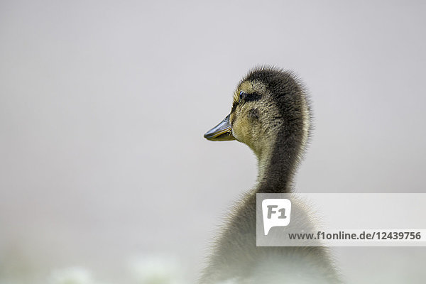 Back view of duckling