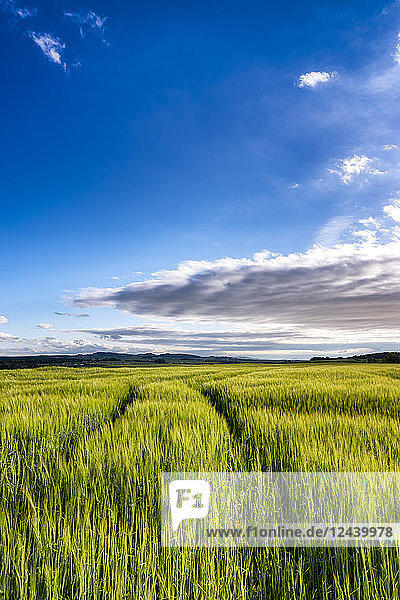 UK  Scotland  East Lothian  field of barley at evening twilight