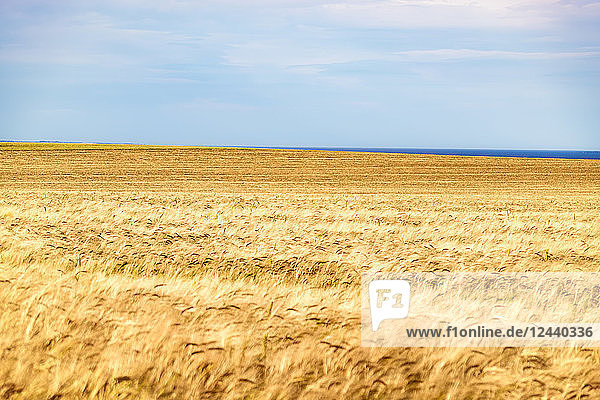 UK  Scotland  field of barley