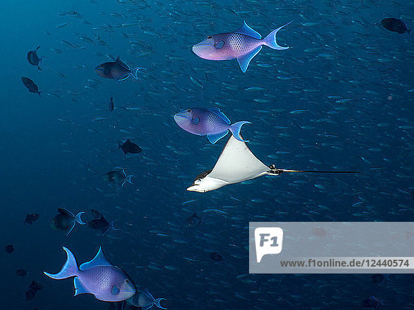 Maledives Spotted eagle ray Aetobatus narinari and fishes