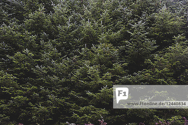 United Kingdom  England  Cumbria  Lake District  fir trees  close up