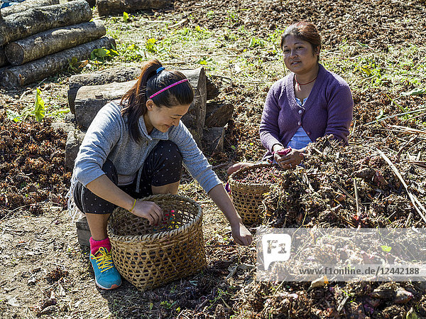 Zwei indische Frauen sitzen auf dem Boden und füllen Körbe  während sie zusammenarbeiten und sich unterhalten; Sikkim  Indien