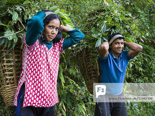 Ein indischer Mann und eine Frau halten inne und posieren für die Kamera  während sie große Körbe mit Blättern auf dem Rücken tragen; Dorf Radhu Khandu  Sikkim  Indien