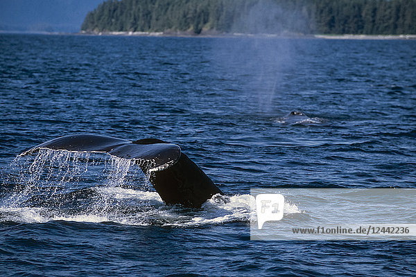 Pair Of Humpback Whales Swimming Along Surface Ak Se Frederick Sound Inside Passage