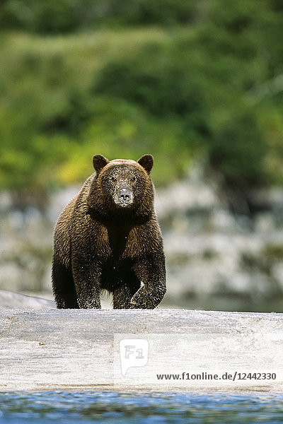 Brown Bear Walks Along River @ Geographic Harbor