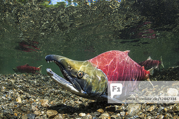 Mature Sockeye Salmon also known as Red Salmon (Oncorhynchus nerka) male in nuptial (breeding) coloration in an Alaskan stream during the summer; Alaska United States of America