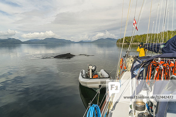 A Humpback whale (Megaptera novaeangliae) surfaces near the sailboat in the Great Bear Rainforest and a man photographs the whale; Hartley Bay  British Columbia  Canada