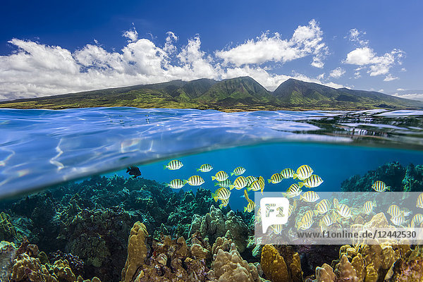Split-Ansicht der West-Maui-Berge mit Rifffischen; Maui  Hawaii  Vereinigte Staaten von Amerika