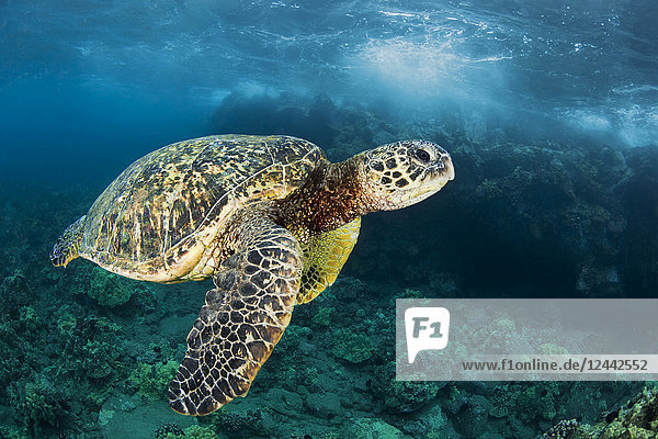 Hawaiianische Grüne Meeresschildkröte (Chelonia mydas) namens 'Honu'; Makena  Maui  Hawaii  Vereinigte Staaten von Amerika