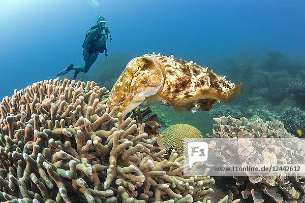 Diver viewing a female Broadclub cuttlefish (Sepia latimanus) pushing an egg into the finger coral where it will hatch in four to six weeks; Philippines