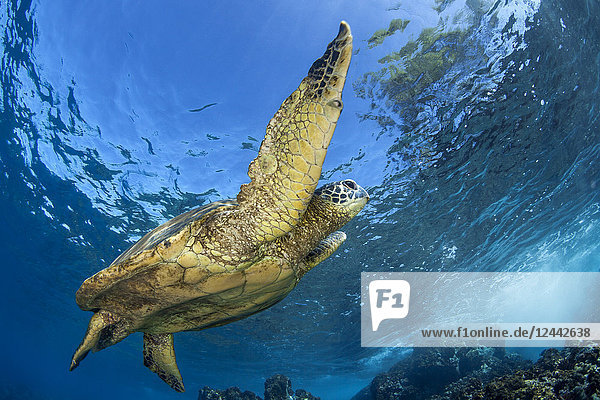 Hawaiianische Grüne Meeresschildkröte (Chelonia mydas); Maui  Hawaii  Vereinigte Staaten von Amerika