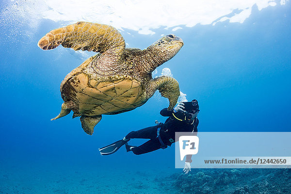 Ein Fotograf stellt sich mit seinem Smartphone in einem Gehäuse auf diese Grüne Meeresschildkröte (Chelonia mydas) vor der Küste von Maui ein; Hawaii  Vereinigte Staaten von Amerika