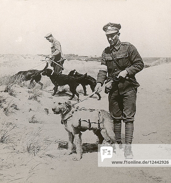 Stereoview WW1  Der Große Krieg Realistische Reisen Militärfotos um 1918. Hunde mit Erste-Hilfe-Material und Stimulanzien auf der Suche nach Verwundeten in unzugänglichen Teilen des Niemandslands