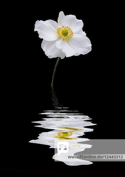 Anenome sylvestris Blüte spiegelt sich im Wasser