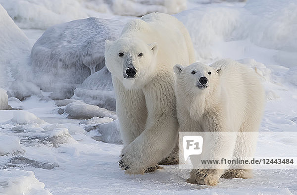 Mutter und Jungtier Eisbären (Ursus maritimus) beim Spaziergang im Schnee  Churchill  Manitoba  Kanada