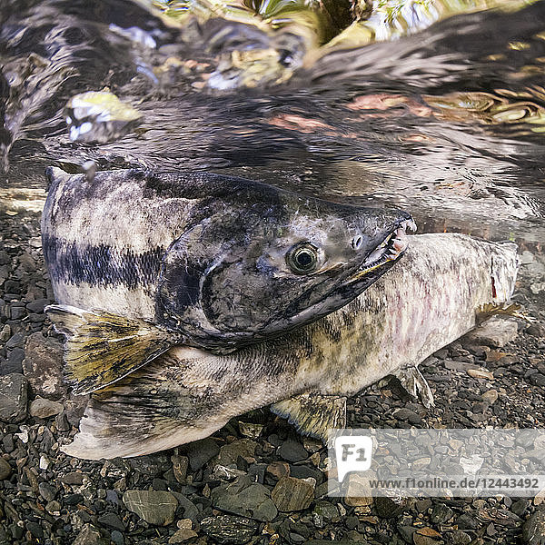 Männlicher Keta-Lachs (auch bekannt als Hundslachs,  Oncorhynchus keta) umwirbt ein Weibchen,  indem er ihren Schwanz in einem Fluss in Alaska im Sommer überquert,  Alaska,  Vereinigte Staaten von Amerika