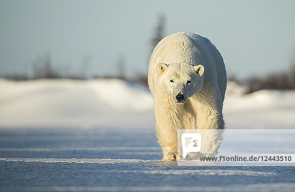 Eisbär (Ursus maritimus) beim Spaziergang auf dem Eis  Churchill  Manitoba  Kanada