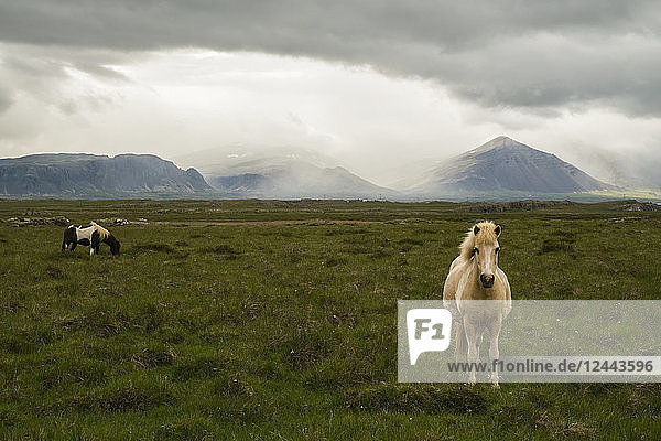 Islandpferde bei stürmischem Wetter - eine stimmungsvolle Szene  Halbinsel Snaefellsness  Island