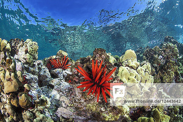 Red Pencil Urchin (Heterocentrotus mamillatus) mit klarem blauem Wasser und buntem Riff  Makena  Maui  Hawaii  Vereinigte Staaten von Amerika