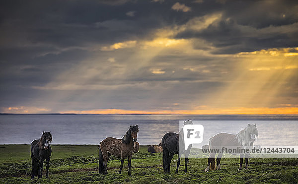 Islandpferde  die bei Sonnenuntergang in einer Reihe am Ufer stehen  Hofsos  Island